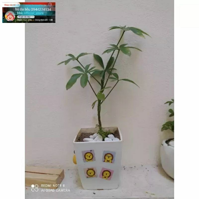1 cây ngũ gia bì có thể chống muỗi có thể trồng bằng đất hoặc nước thủy sinh