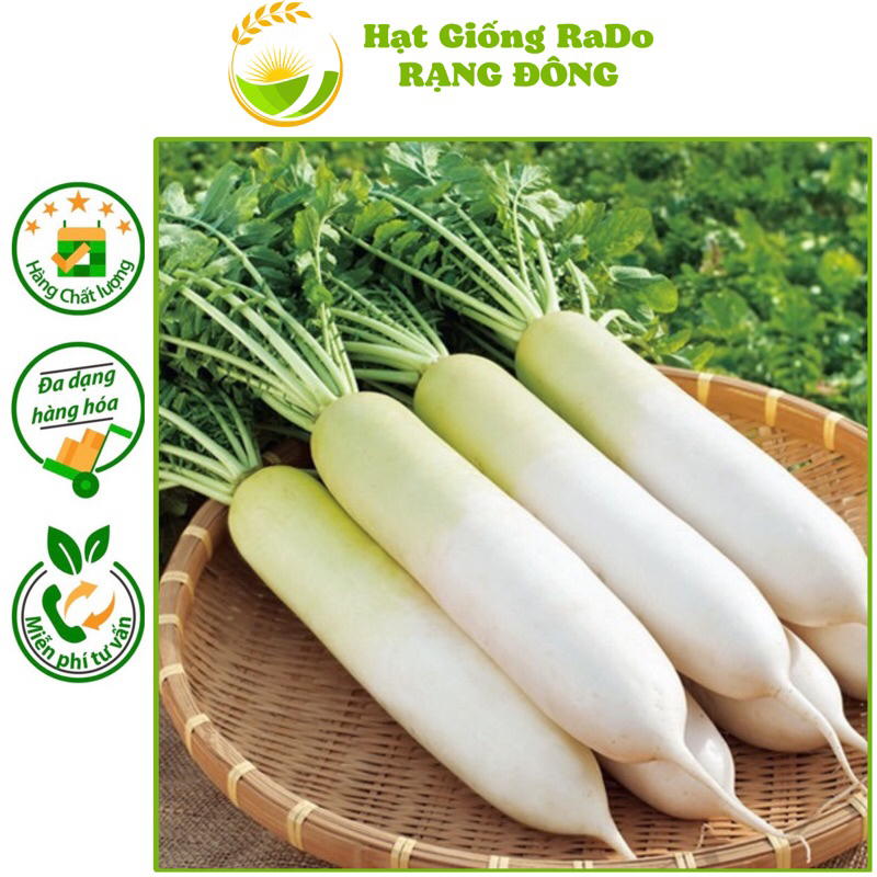 Hạt Giống Củ Cải Trắng RaDo 107 (Gói 20gram) Hạt Giống Rạng Đông