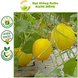 Hạt giống dưa hoàng kim f1 hạt giống rạng đông