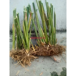 Combo 10 cây dong, lấy lá gói bánh chưng