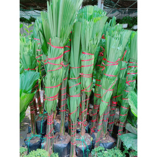 Cây cọ nhật lớn