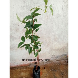 Cây Nho thân gỗ 12 vụ - nho đỏ (30-40cm)