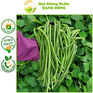 Hạt giống đậu đũa ngọt lùn rado 757 hạt giống rạng đông