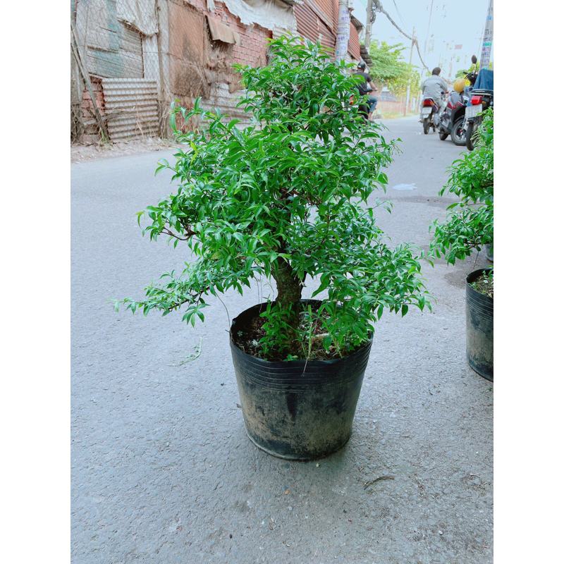 Mai Chiếu Thuỷ Bonsai