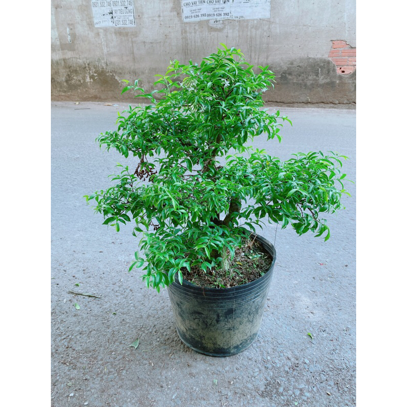 Mai Chiếu Thuỷ Bonsai