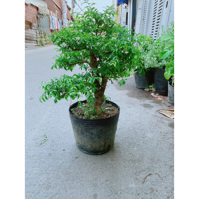 Mai Chiếu Thuỷ Bonsai