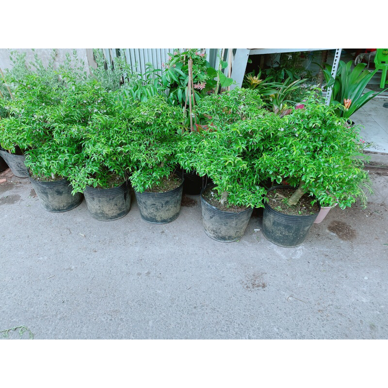 Mai Chiếu Thuỷ Bonsai