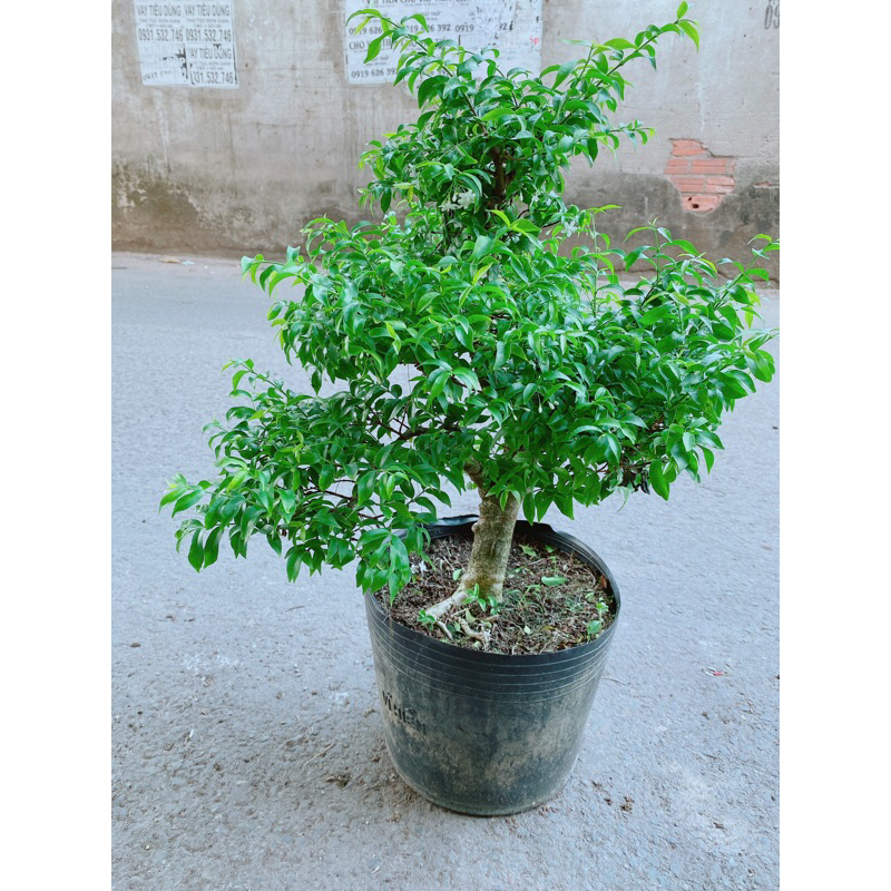 Mai Chiếu Thuỷ Bonsai