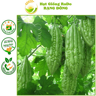 Hạt giống khổ qua lai f1 rado 09 hạt giống rạng đông