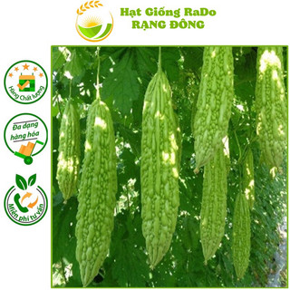 Hạt giống khổ qua trái dài hạt giống rạng đông