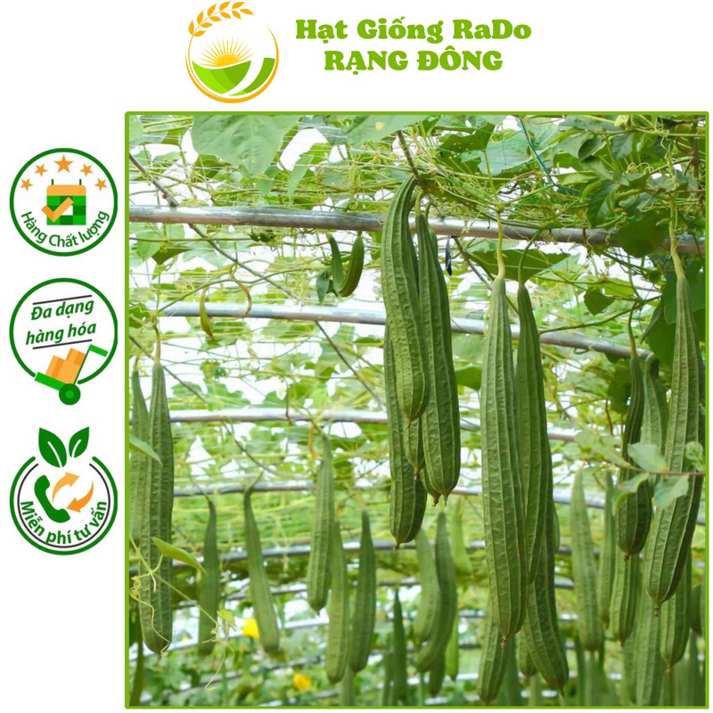 Hạt Giống Mướp Khía RaDo 515 Trái Dài (Gói 1gram) Hạt Giống Rạng Đông