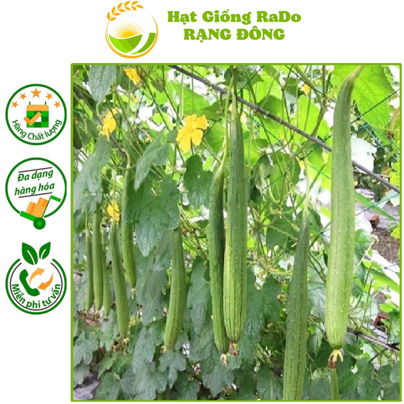 Hạt Giống Mướp Hương Thái Trái Dài RaDo 388 (Gói 1gram) Hạt Giống Rạng Đông