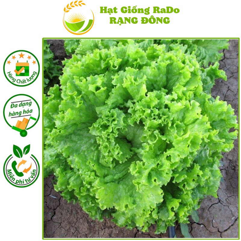 Hạt Giống Rau Xà Lách Xoăn RaDo 708 (Gói 5gram) Hạt Giống Rạng Đông