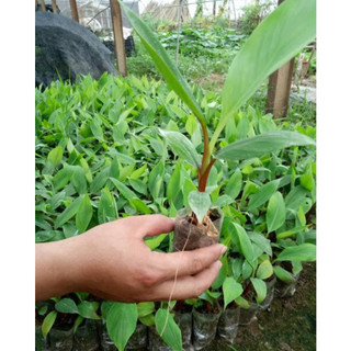 Cây giống chuối đỏ cấy mô siêu sớm