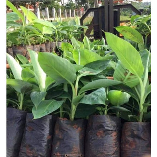 Cây giống chuối đỏ cấy mô siêu sớm