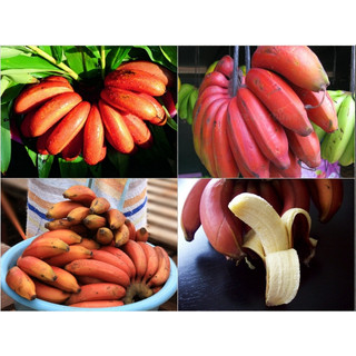 Cây giống chuối đỏ cấy mô siêu sớm