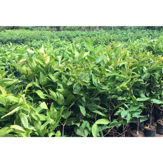Cây giống mận mst siêu trái