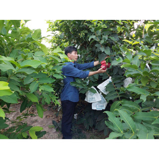 Cây giống mận mst siêu trái