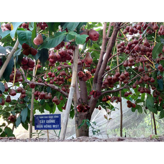 Cây giống mận mst siêu trái