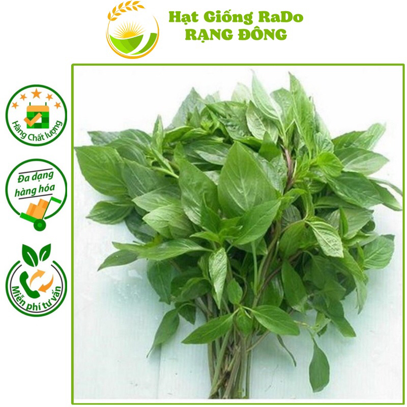 Hạt Giống Quế Lá To RaDo 25 (Gói 10gram) Hạt Giống Rạng Đông