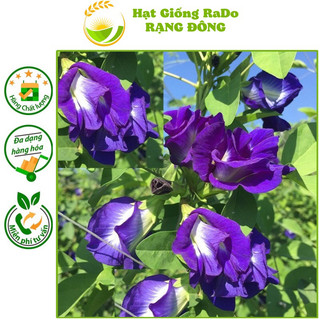 Hạt giống hoa đậu biết rd 861 hạt giống rạng đông