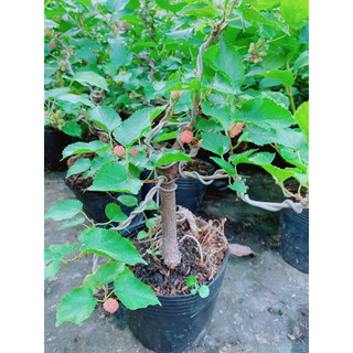 Cây Dâu Tầm Bonsai