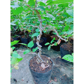Cây Dâu Tầm Bonsai