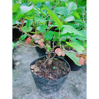 Cây Dâu Tầm Bonsai