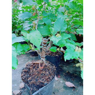 Cây Dâu Tầm Bonsai