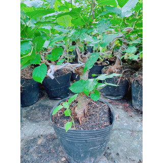 Cây Dâu Tầm Bonsai
