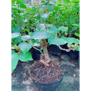 Cây Dâu Tầm Bonsai