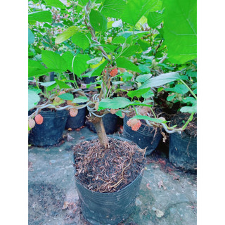 Cây Dâu Tầm Bonsai