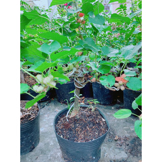 Cây Dâu Tầm Bonsai