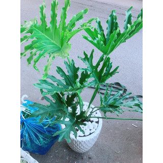 Chậu cây trầu bà thanh xuân