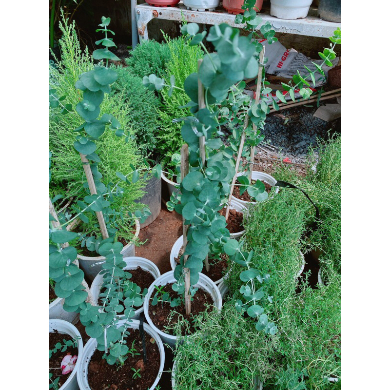 Cây Khuynh Diệp-Cây Đô La