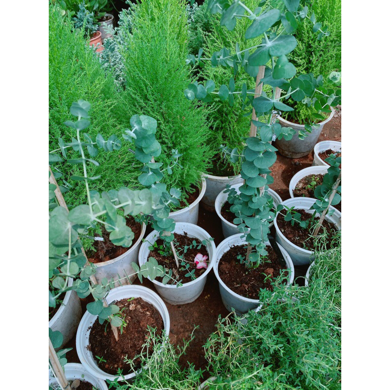 Cây Khuynh Diệp-Cây Đô La