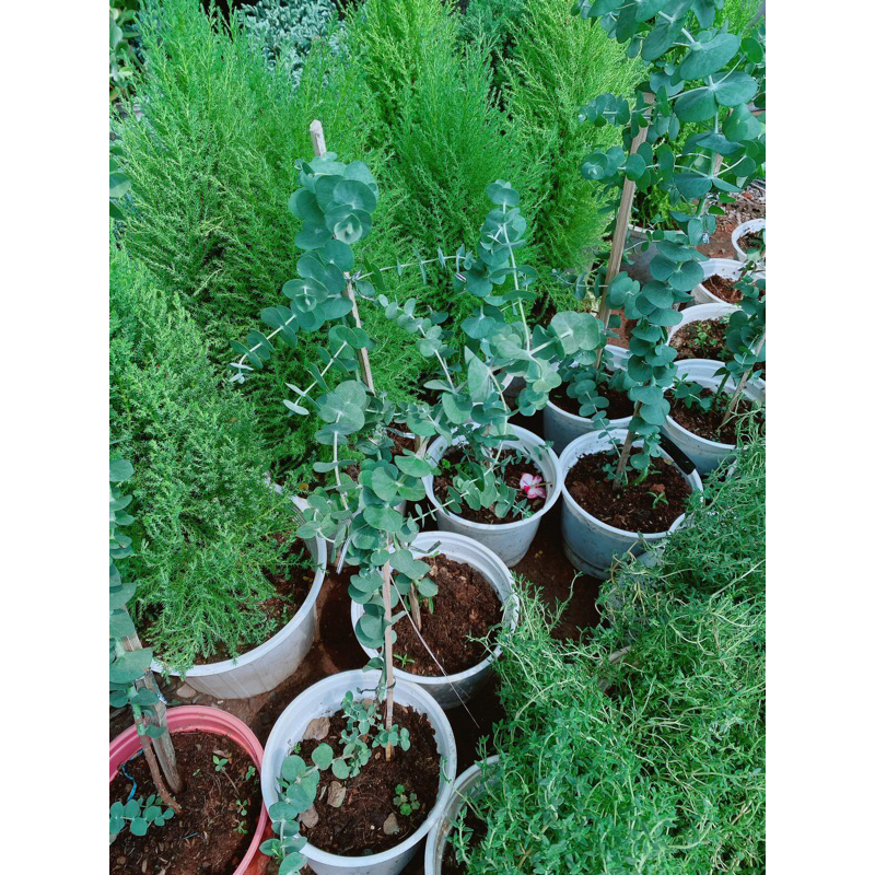 Cây Khuynh Diệp-Cây Đô La