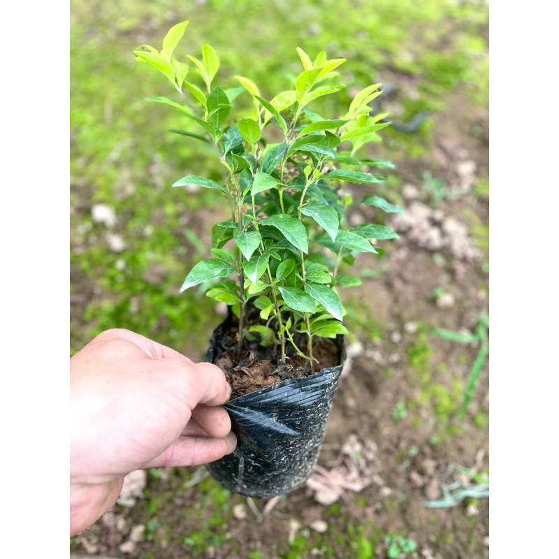Cây chuỗi ngọc, Cao 15cm bụi 3-4 thân sống cứng cáp chắc khỏe@
