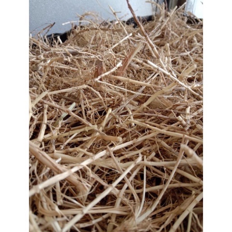 rễ cỏ tranh 1kg