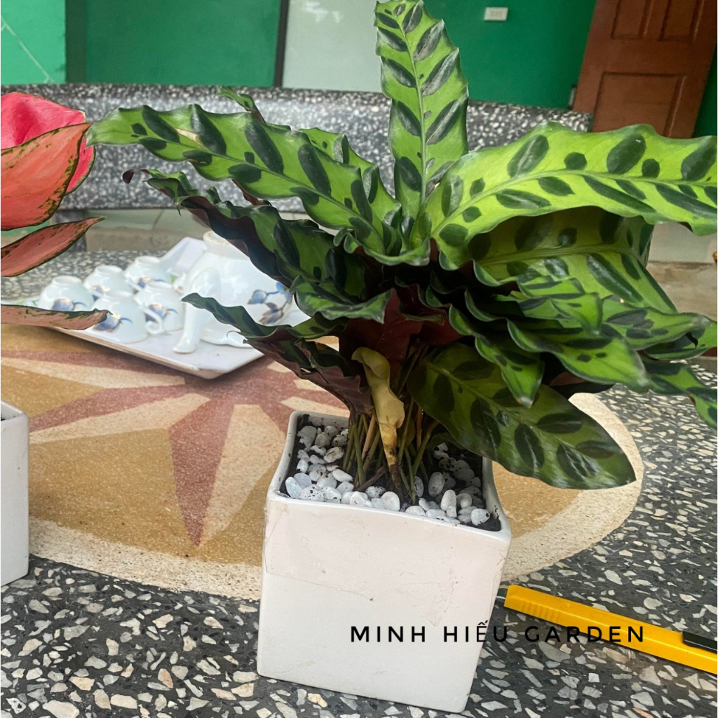 Cây đuôi phụng chậu sứ để bàn hợp với người mệnh thổ