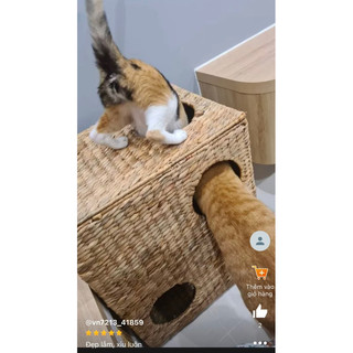 Nhà cho bé mèo đáng yêu,