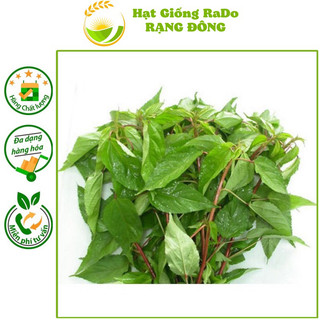Hạt giống rau đay đỏ rado 88 hạt giống rạng đông