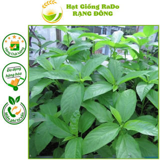 Hạt giống rau đay xanh rado 21 hạt giống rạng đông