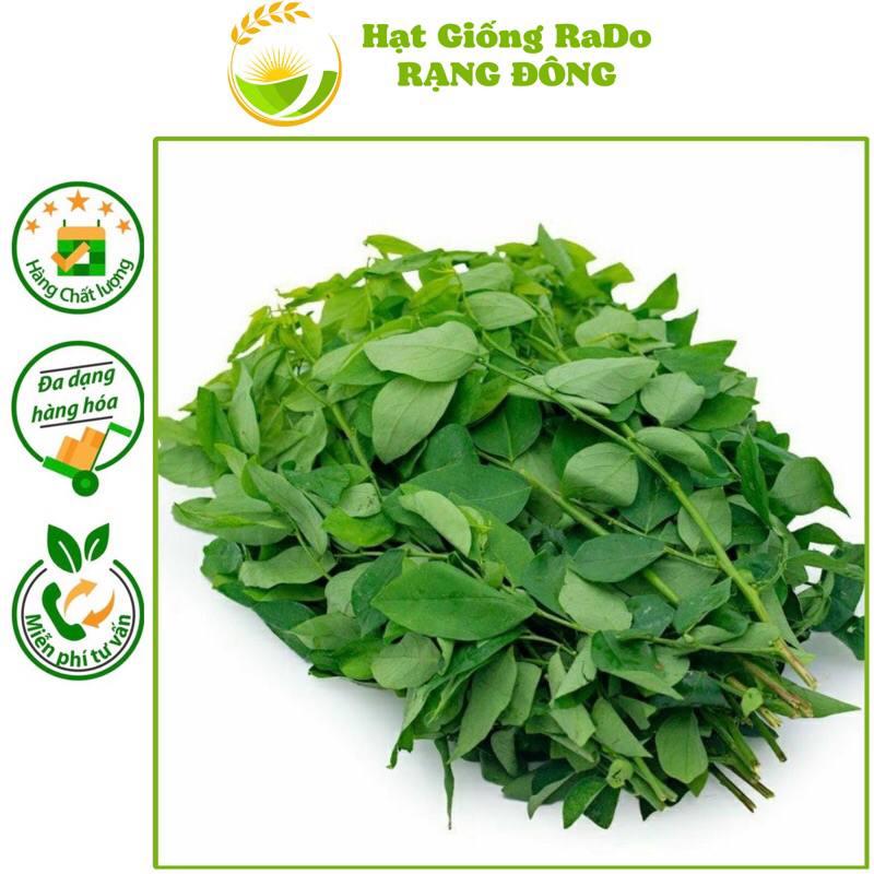 Hạt Giống Bồ Ngót RaDo 621 (Gói 1gram) Hạt Giống Rạng Đông