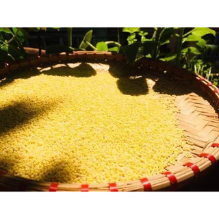 Hạt kê nếp vàng đã tách vỏ đặc sản nghệ an bao dẻo nấu bánh kê, chè kê, cháo kê 500g cho bé ăn dặm