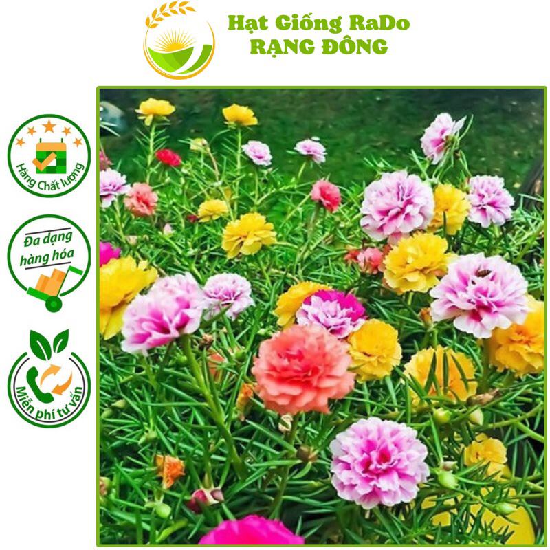 Hạt Giống Hoa Mười Giờ Nhiều Màu RaDo 810 (Gói 0.03gram) Hạt Giống Rạng Đông