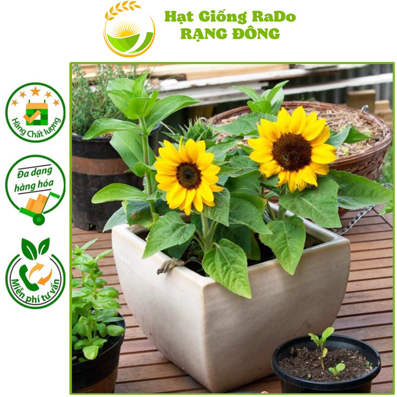 Hạt Giống Hoa Hướng Dương Cây Lùn RD 859 (Gói 10hạt) Hạt Giống Rạng Đông