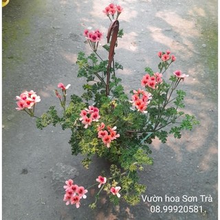 Cây hoa phong lữ hoa cam.