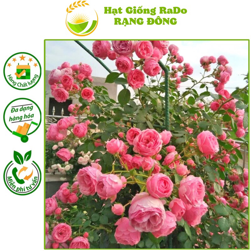 Hạt Giống Hoa Hồng Leo Nhiều Màu RD 843 (Gói 10hạt) Hạt Giống Rạng Đông