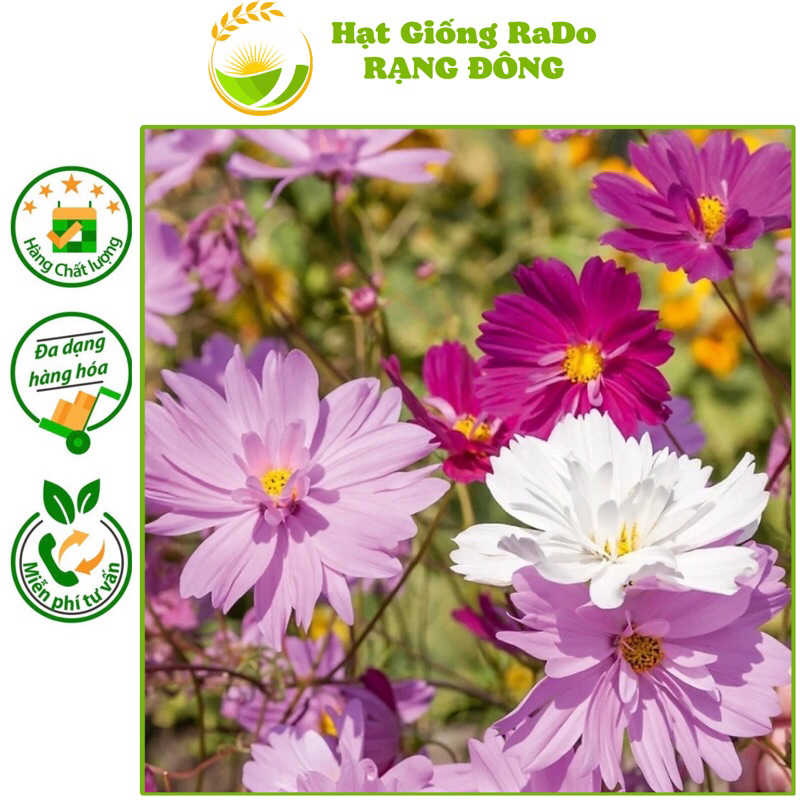 Hạt Giống Hoa Sao Nhái Kép Nhiều Màu RD 869 (Gói 0.1gram) Hạt Giống Rạng Đông